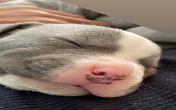 American Staffordshire Terrier dogs for sale: Gizmo - Image 5