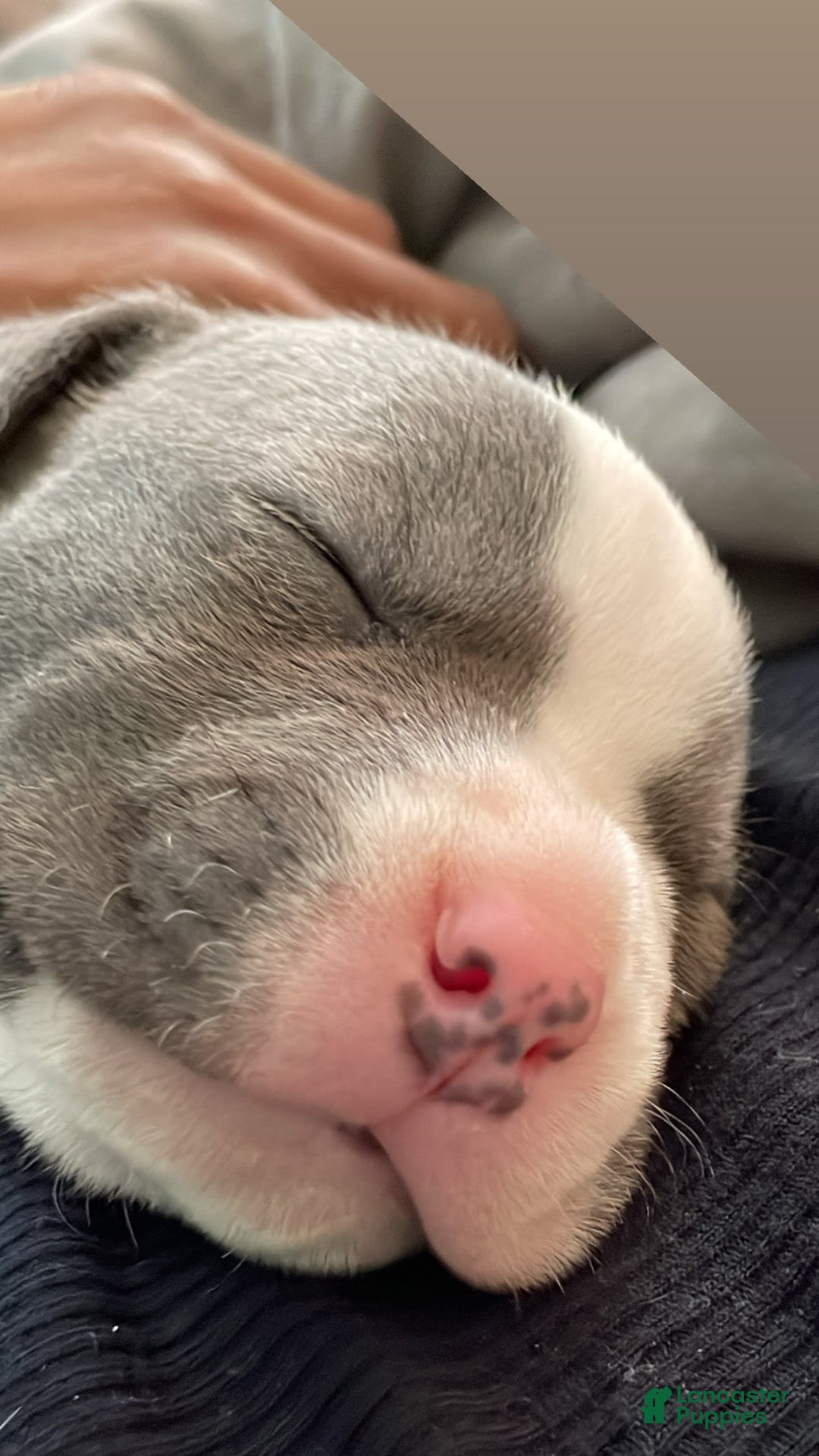 American Staffordshire Terrier dogs for sale: Gizmo - Image 5