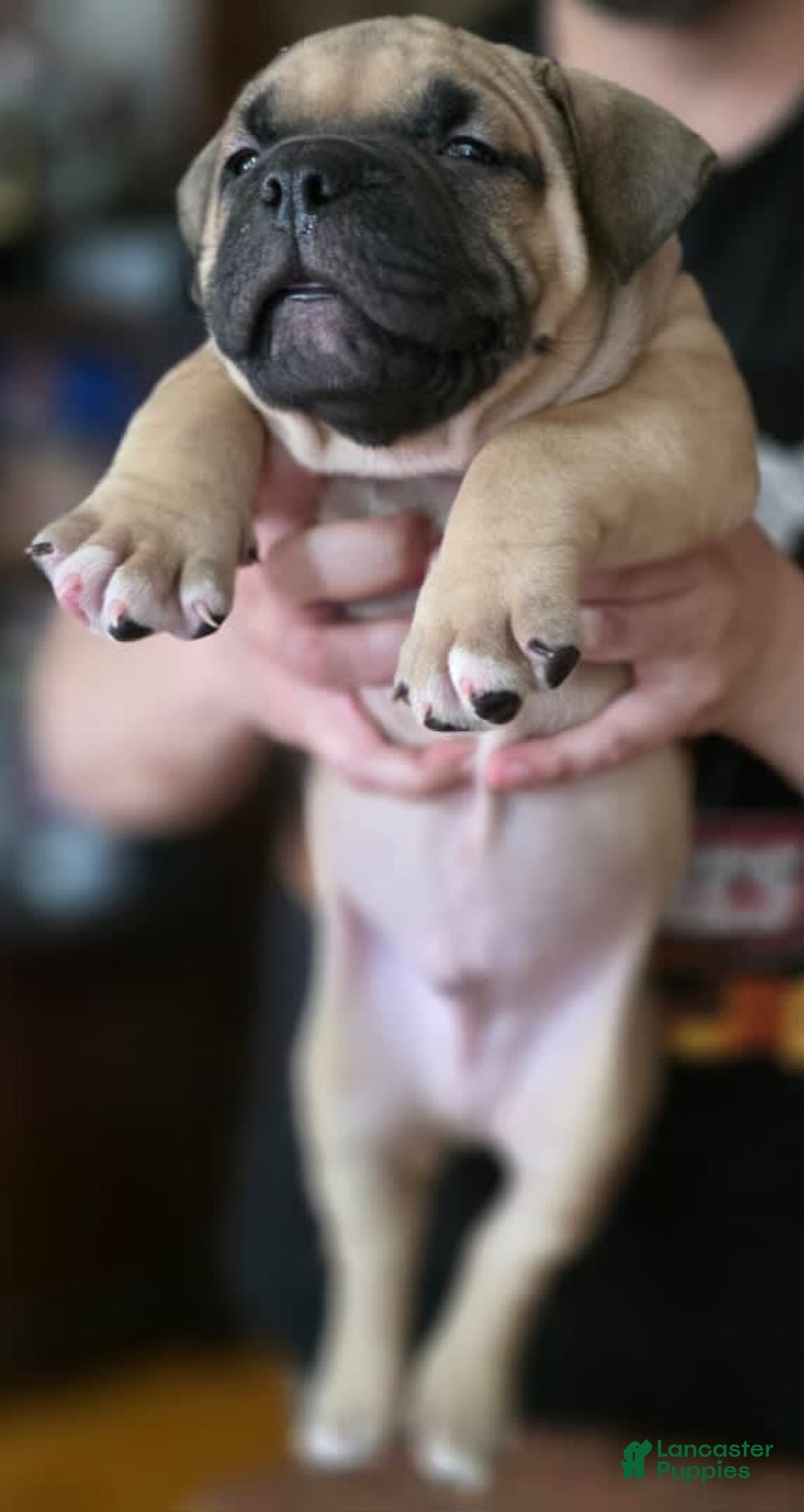 American Bully dogs for sale: National Champion Jack - Image 39
