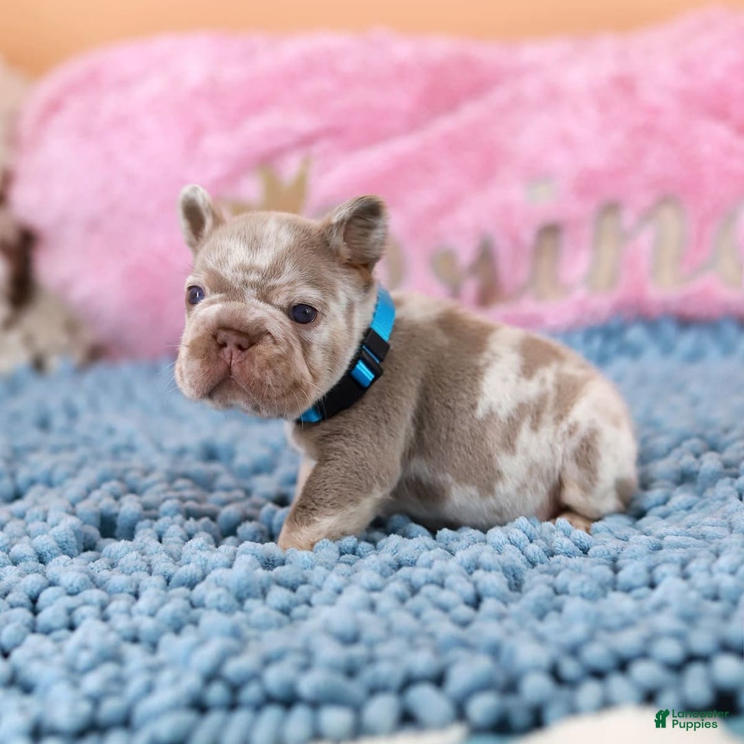 French Bulldog dogs for sale: Dante - Image 14