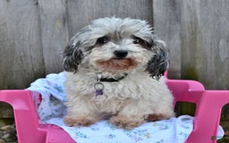 Toy Poodle dogs for sale: Gia - Image 2