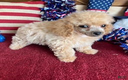 Toy Poodle dogs for sale: Carmella - Image 3
