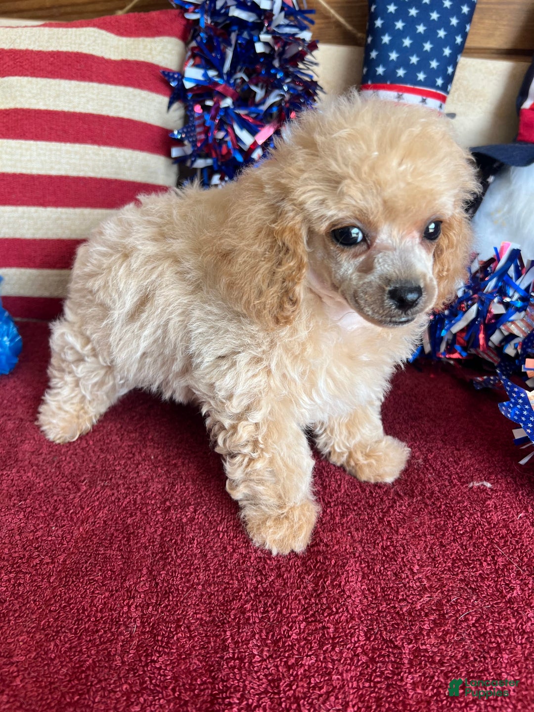 Toy Poodle dogs for sale: Carmella - Image 3