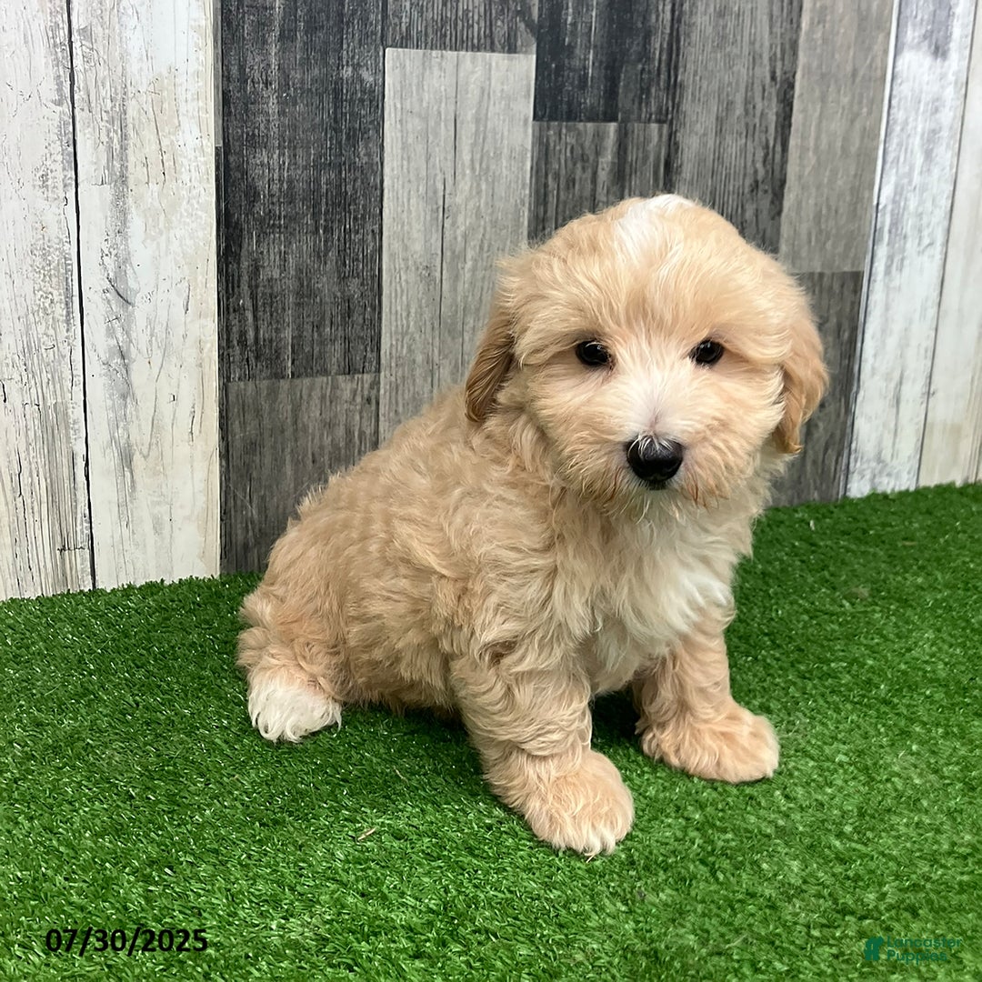 Maltipoo dogs for sale: Mickey - Image 2