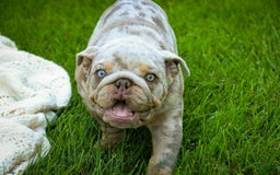 English Bulldog dogs for sale: Turbo - Image 24