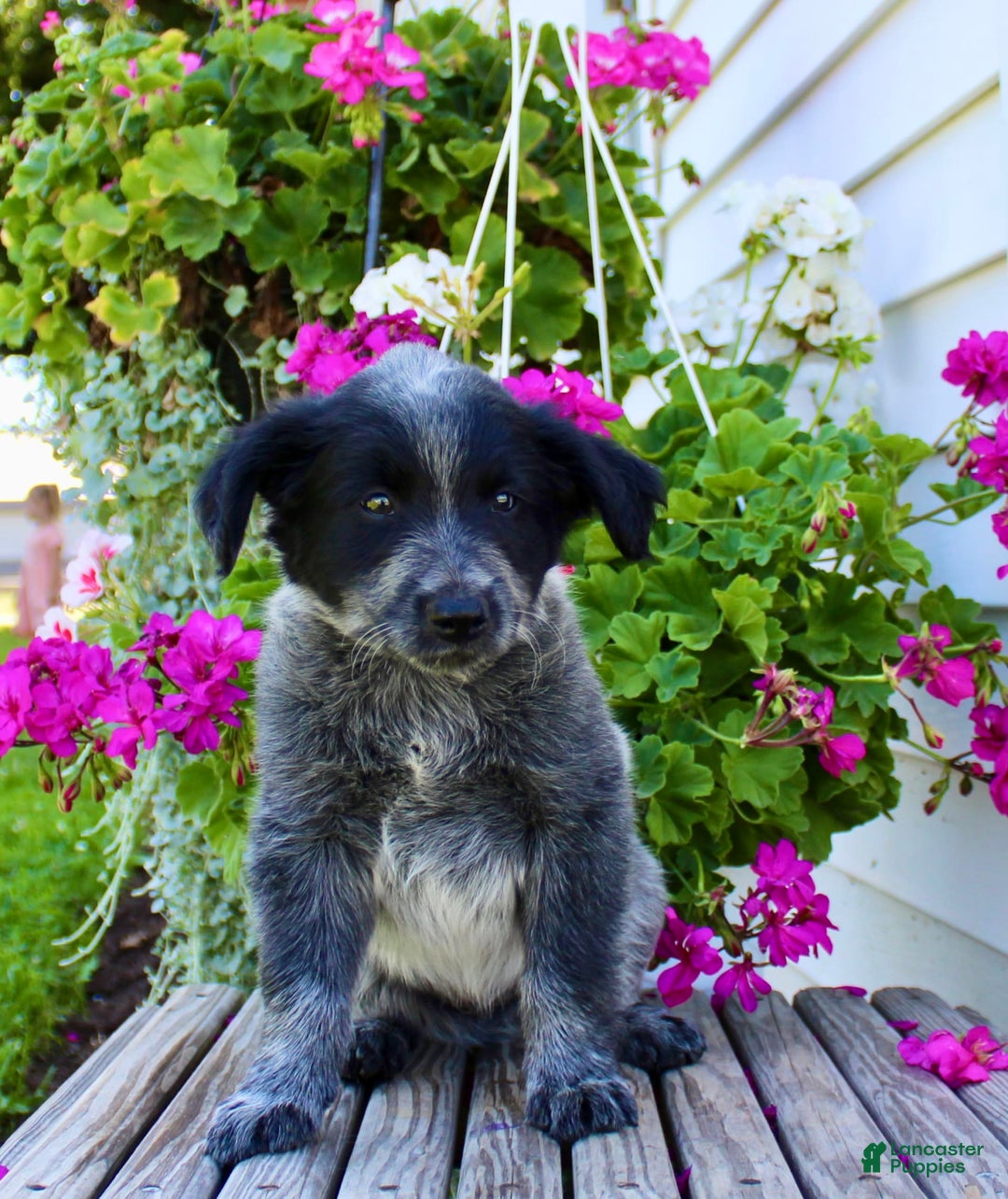 Australian Cattle Dog dogs for sale: Buster - Image 2