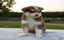 Pomsky dogs for sale: Raina - Image 9