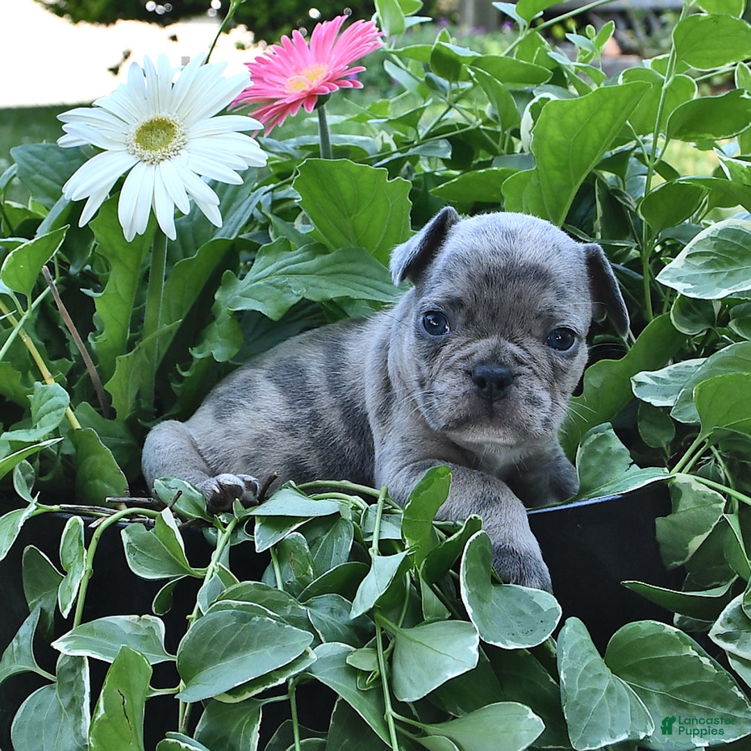 French Bulldog dogs for sale: Hero - Image 6