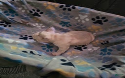 French Bulldog dogs for sale: Silver - Image 3