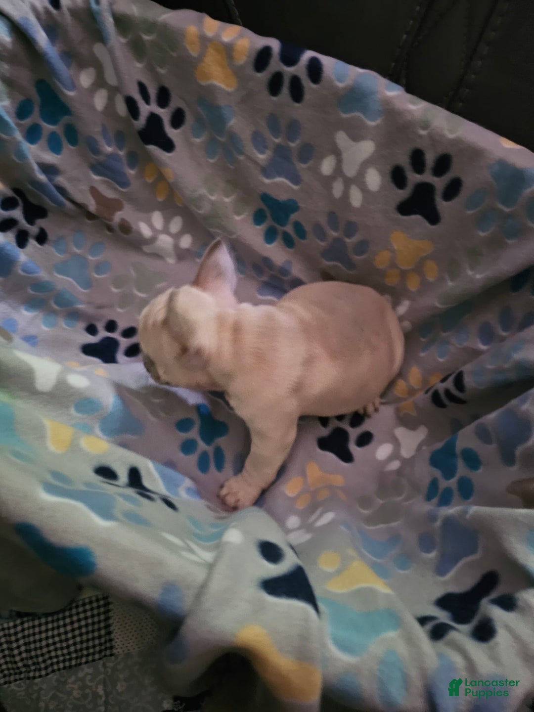 French Bulldog dogs for sale: Silver - Image 3
