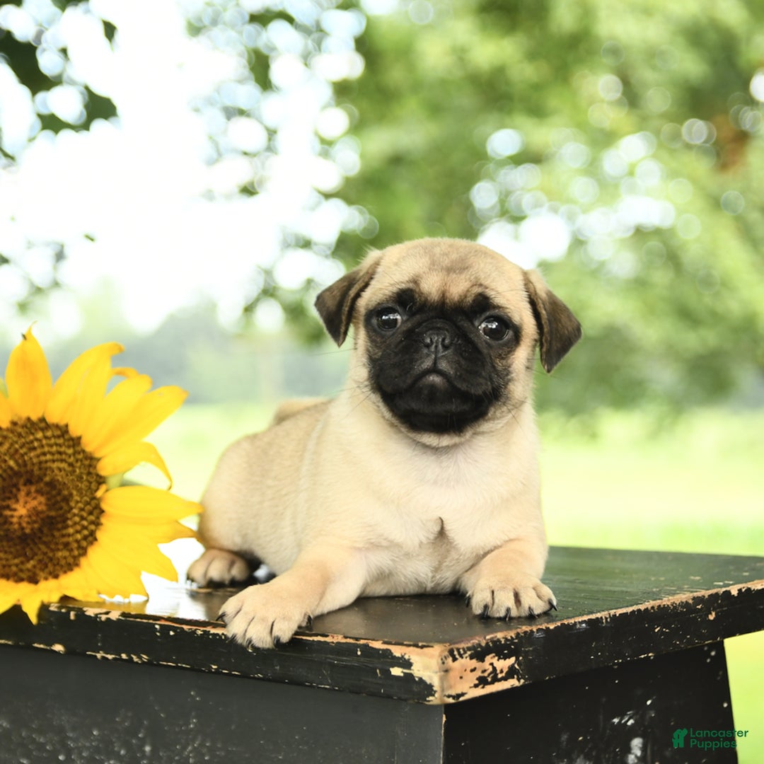 Pug dogs for sale: Ralph - Image 3