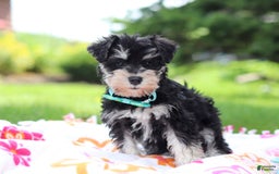 Miniature Schnauzer dogs for sale: Denver - Image 6
