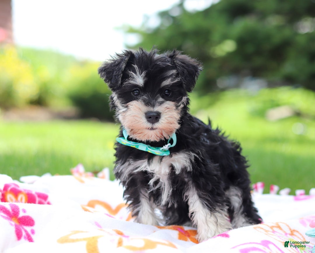 Miniature Schnauzer dogs for sale: Denver - Image 6
