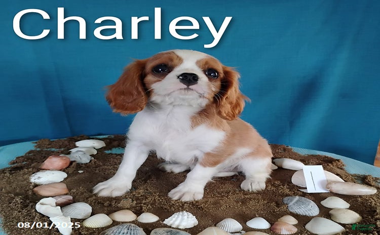 Cavalier King Charles Spaniel dogs for sale - Ad 5