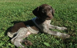 German Shorthaired Pointer dogs for sale: Chad - Image 4