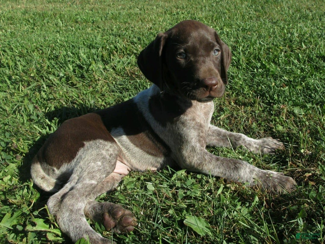 German Shorthaired Pointer dogs for sale: Chad - Image 4