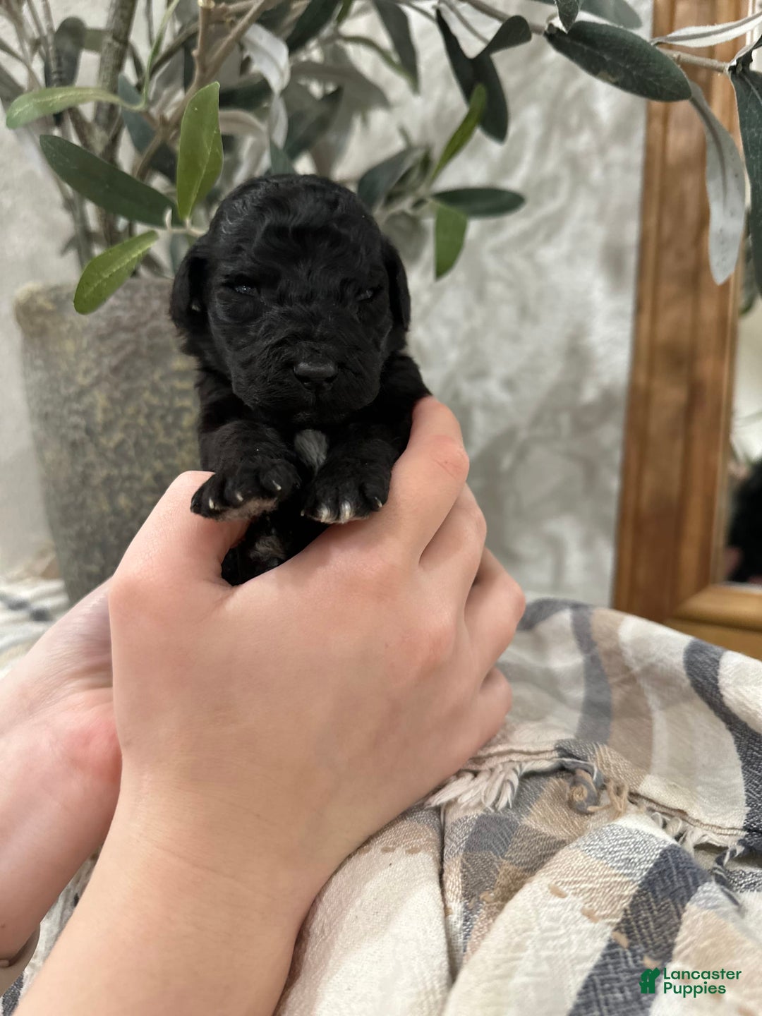 Goldendoodle dogs for sale: Black Female - Image 1