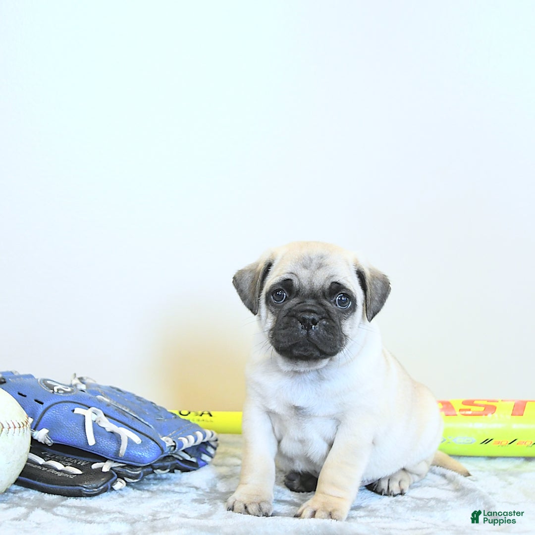Jug dogs for sale: Cody - Image 5