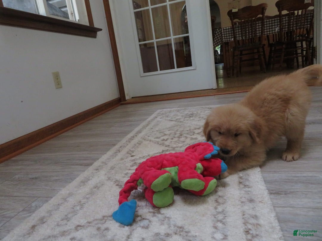 Golden Retriever dogs for sale: Starburst - Image 2