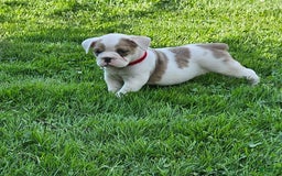 English Bulldog dogs for sale: Elsa - Image 1