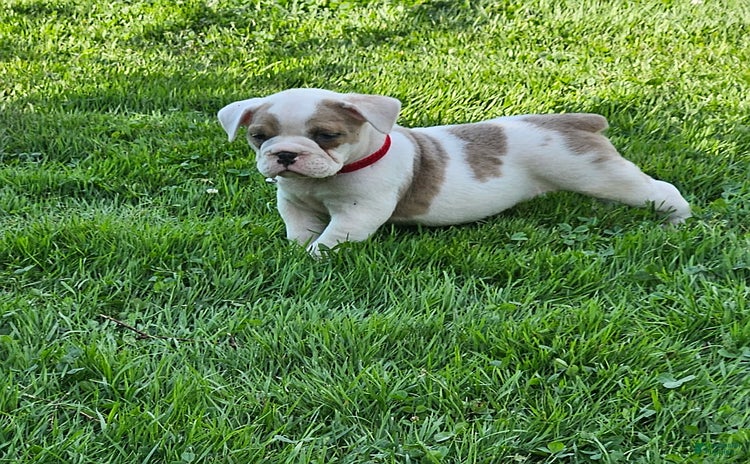 English Bulldog dogs for sale - Ad 5