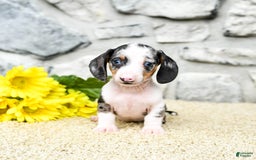 Miniature Dachshund dogs for sale: Zeus - Image 2