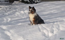Australian Shepherd dogs for sale: Danny - Image 5