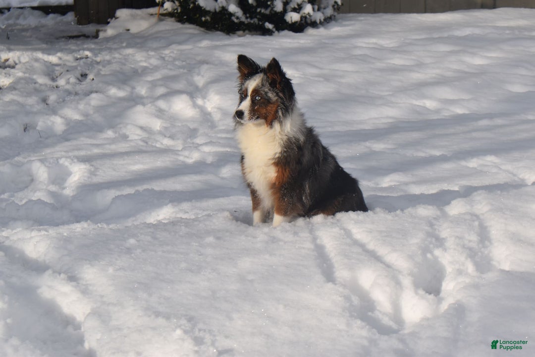 Australian Shepherd dogs for sale: Danny - Image 5