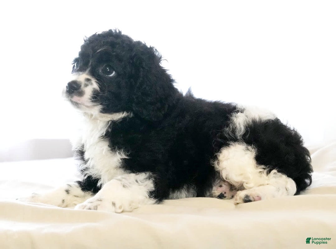Cockapoo dogs for sale: Brady - Image 7