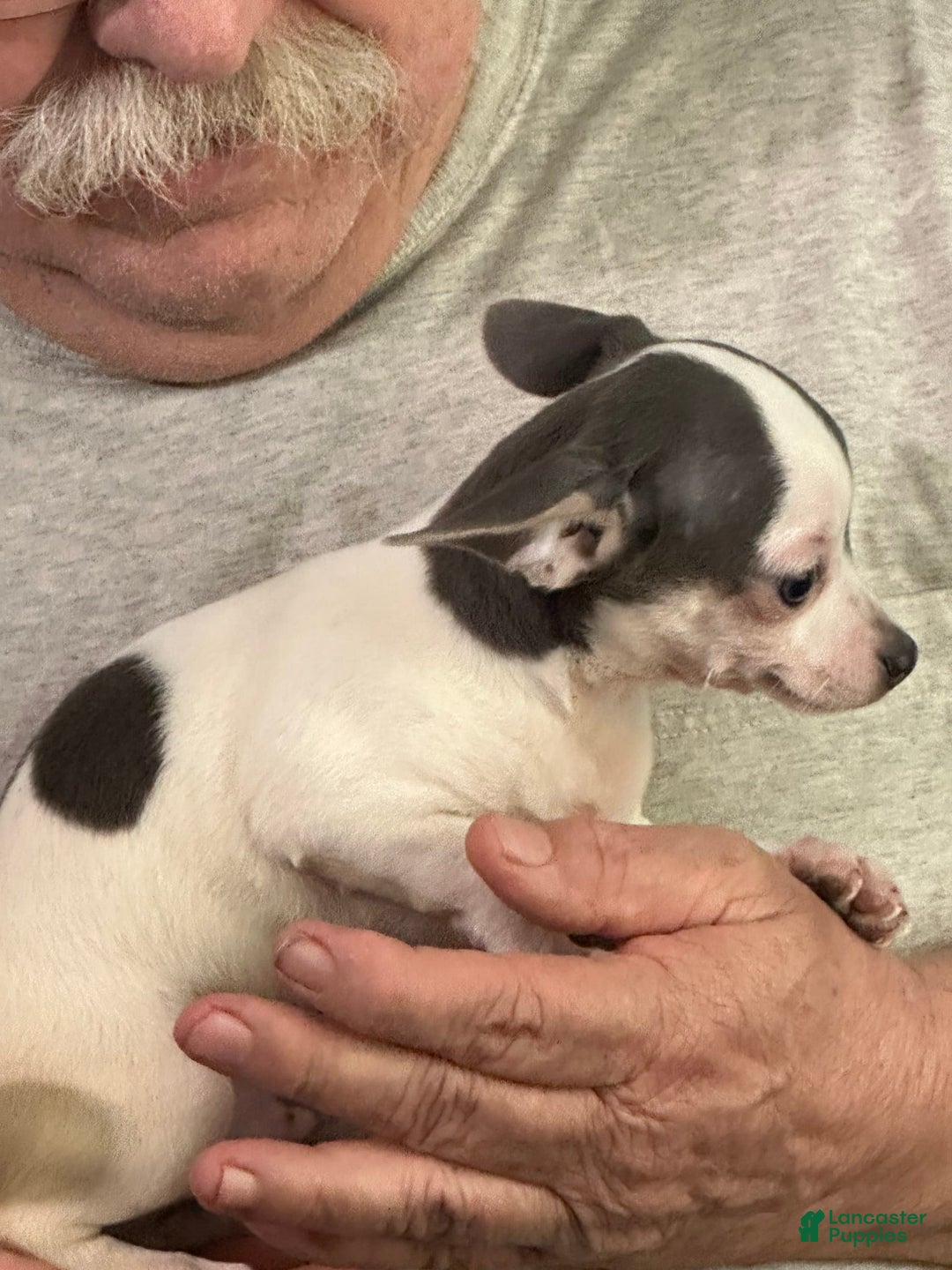 Chihuahua dogs for sale: Lefty - Image 2