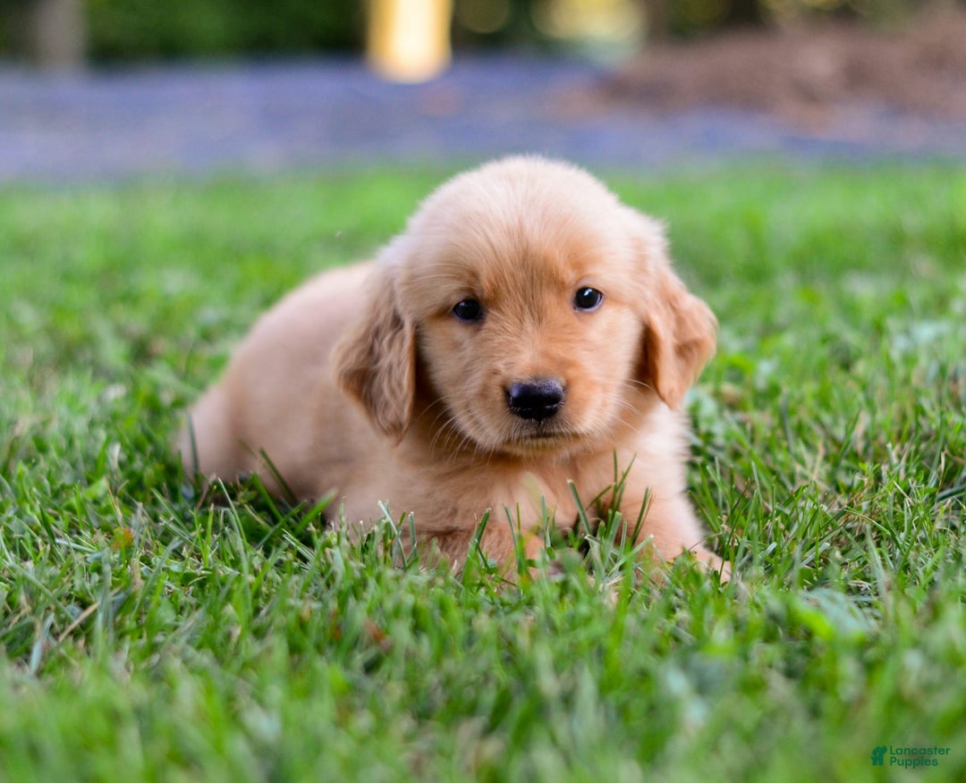Golden Retriever dogs for sale: Dash - Image 4