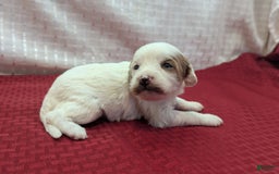 Cavapoo dogs for sale: Forky - Image 19