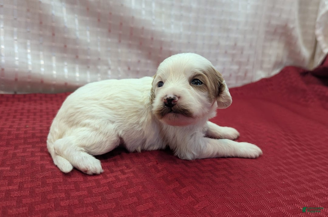 Cavapoo dogs for sale: Forky - Image 19