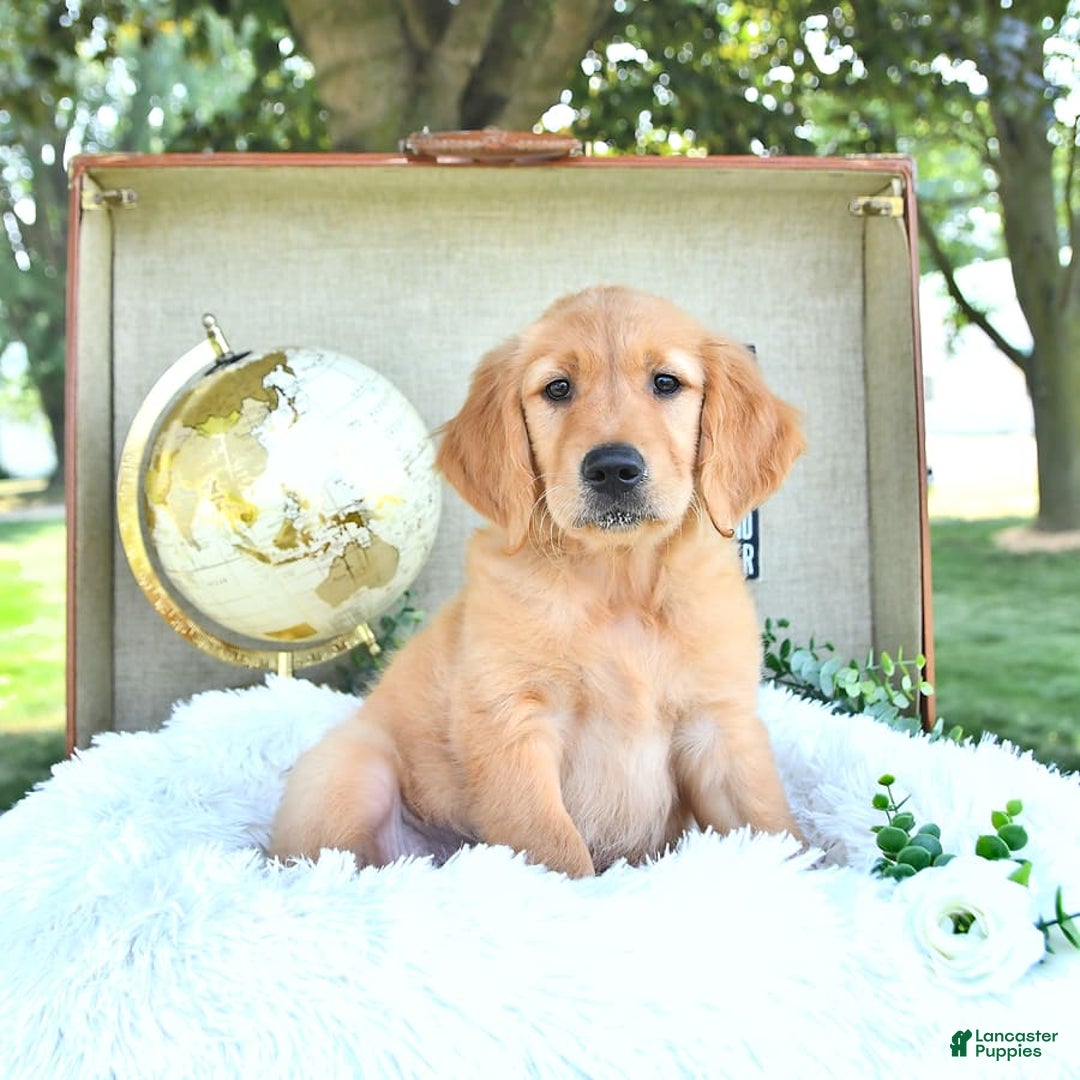 Golden Retriever dogs for sale: Addelyn - Image 16