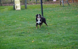Bernedoodle dogs for sale: Melody - Image 10