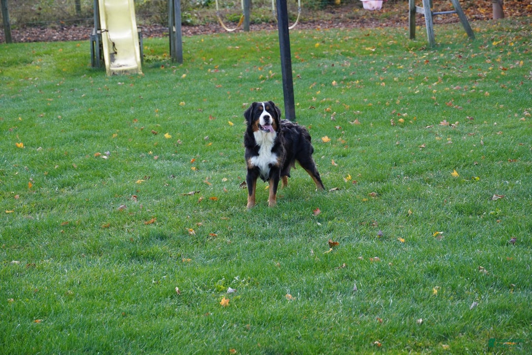 Bernedoodle dogs for sale: Melody - Image 10