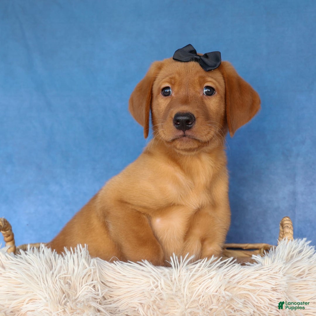 Labrador Retriever dogs for sale: Red Fox George - Image 7