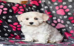 Maltese dogs for sale: Nollie - Image 3