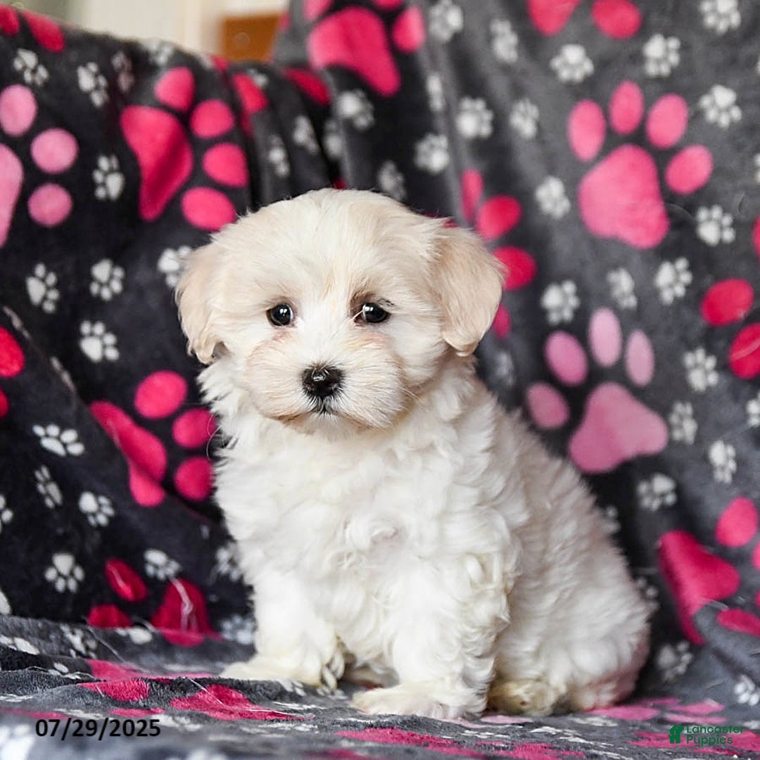 Maltese dogs for sale: Nollie - Image 3