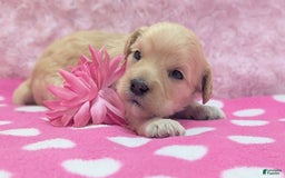 Cockapoo dogs for sale: Nadine - Image 19