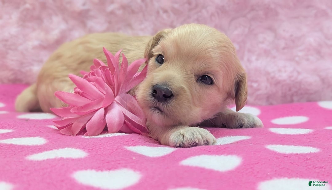 Cockapoo dogs for sale: Nadine - Image 19