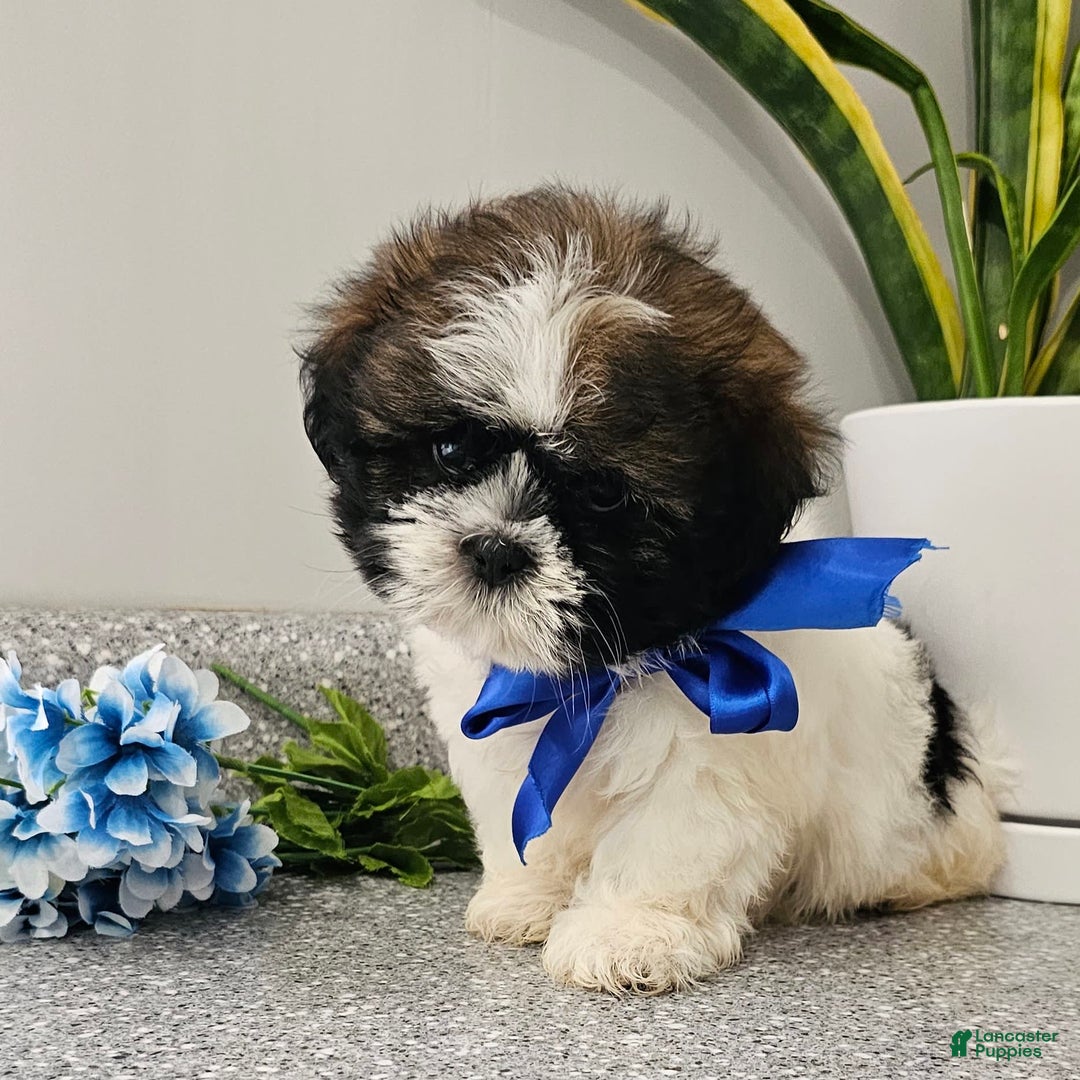 Shih Tzu dogs for sale: Charming Chase ❤️ - Image 3
