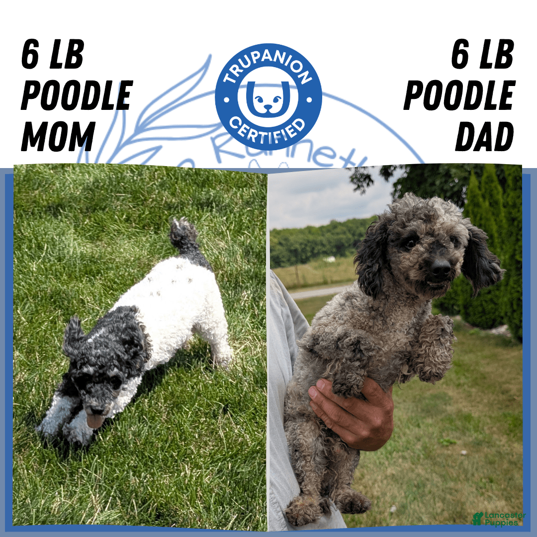 Toy Poodle dogs for sale: Zion - Image 17