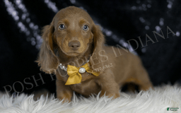 Miniature Dachshund dogs for sale: Lil Dude - Image 4