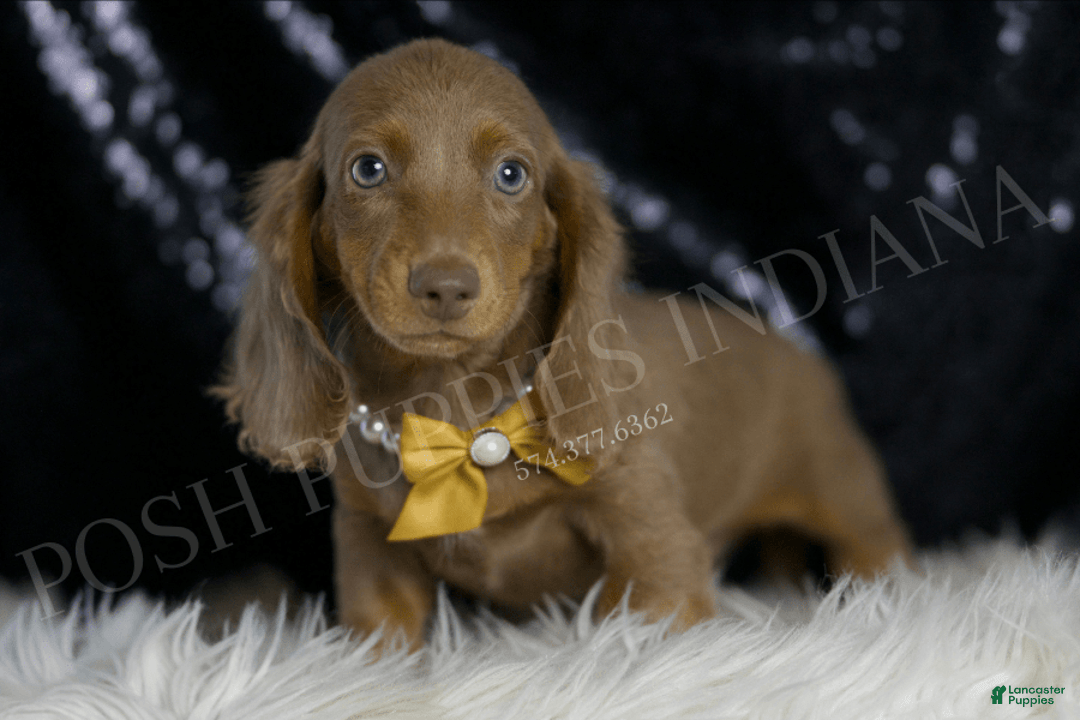 Miniature Dachshund dogs for sale: Lil Dude - Image 4