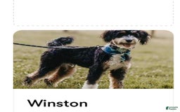 Mini Bernedoodle dogs for sale: Star - Image 19