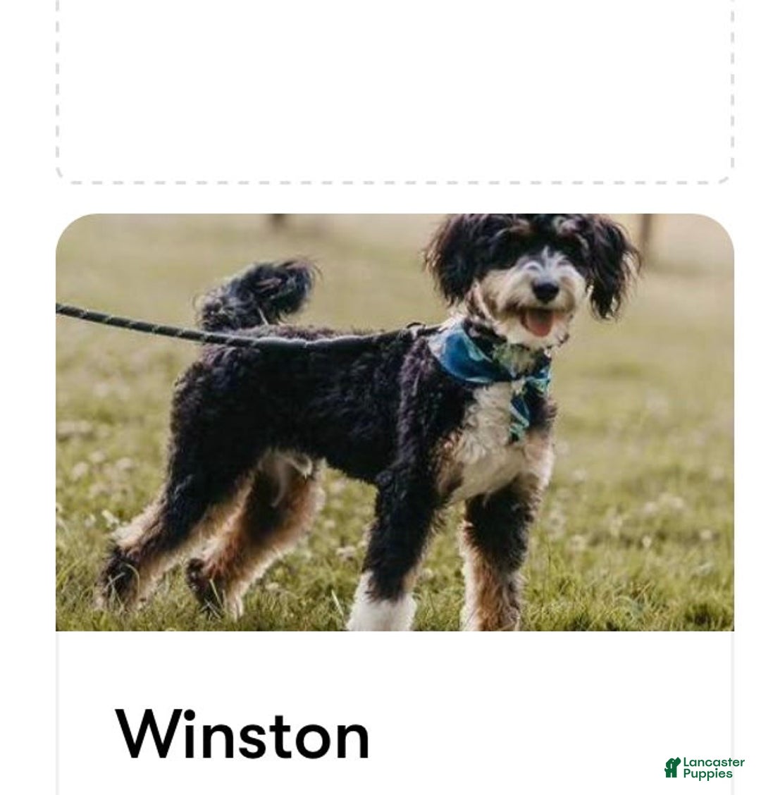 Mini Bernedoodle dogs for sale: Star - Image 19