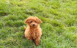 Maltipoo dogs for sale: Gary - Image 3