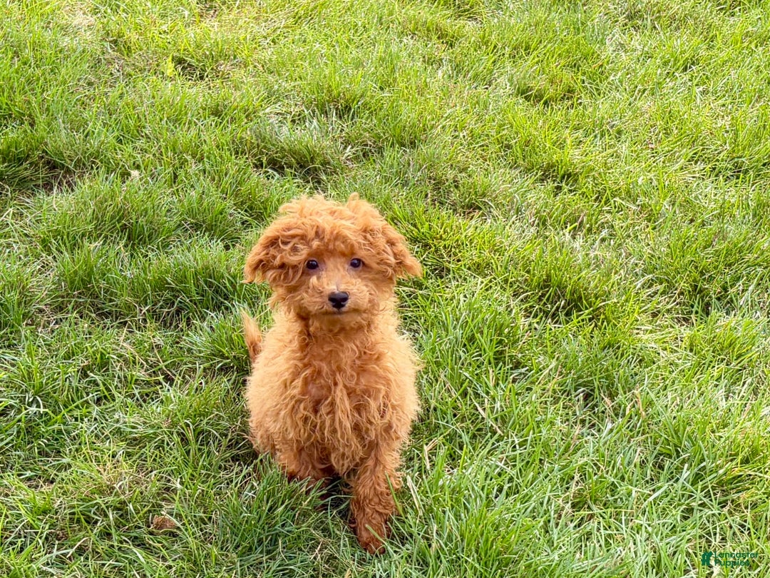 Maltipoo dogs for sale: Gary - Image 3
