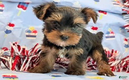 Yorkshire Terrier dogs for sale: Guppy - Image 4